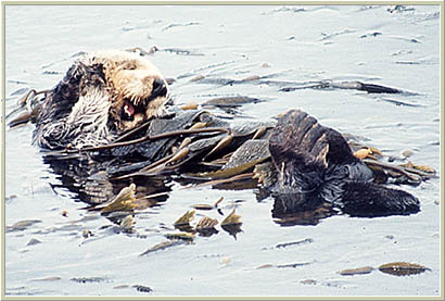 Sea Otter image 1