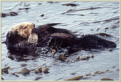 Sea Otter image 2