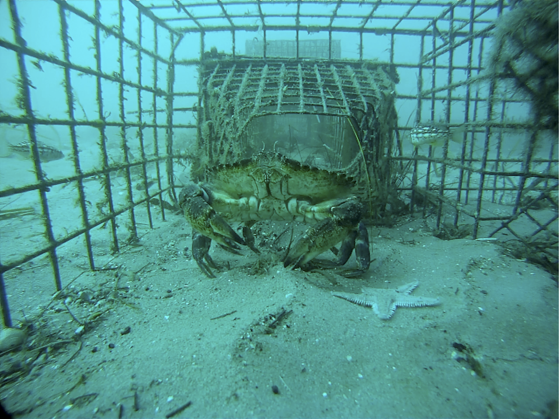 Splash page image of a crab in a crab trap.