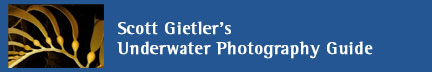 Scott Gietler's Underwater Photography Guide