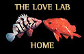 Love Lab Home