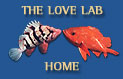 The Love Lab Home